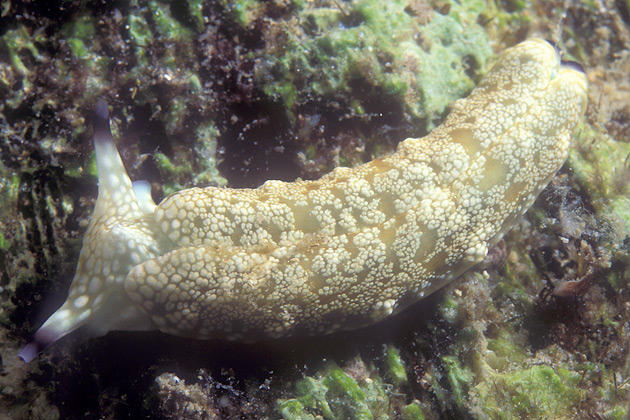 Plakobranchus ocellatus